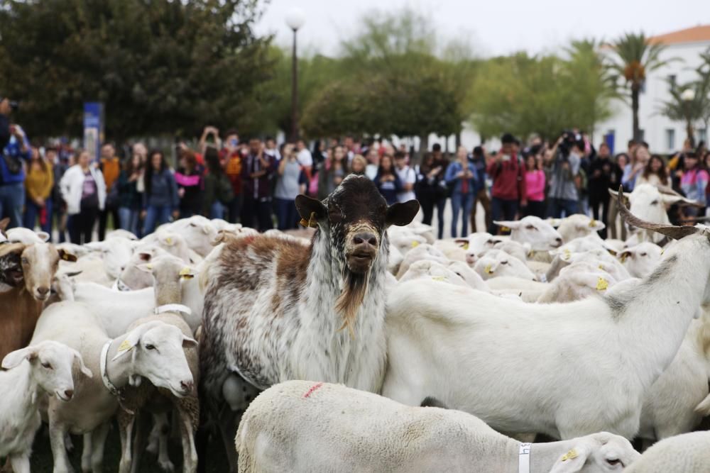 Ovejas y cabras atraviesan el campus