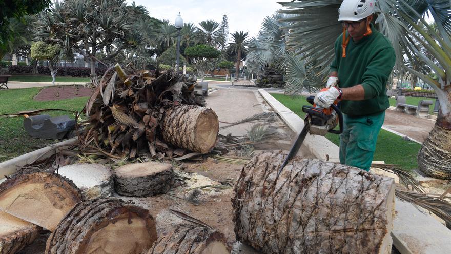 La ciudad pierde casi cien árboles y 74 palmeras en lo que va de año