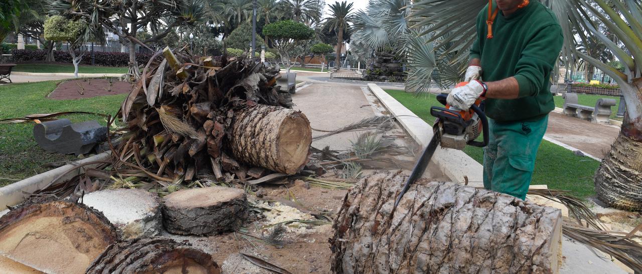 Operarios retiran una palmera caída en los jardines del hotel Santa Catalina