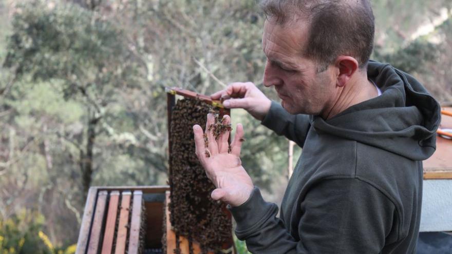 La apicultura que renace de sus cenizas