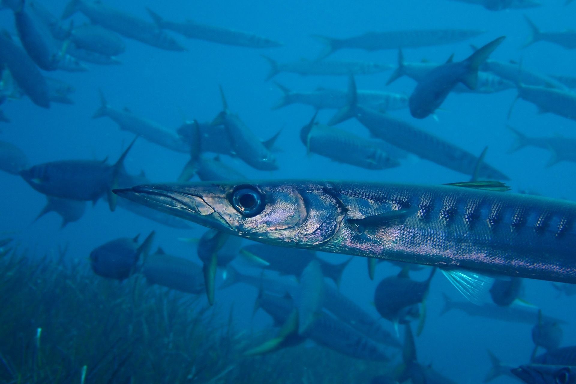 Estas son las fotos ganadoras del Certamen para la Conservación del Mar Balear