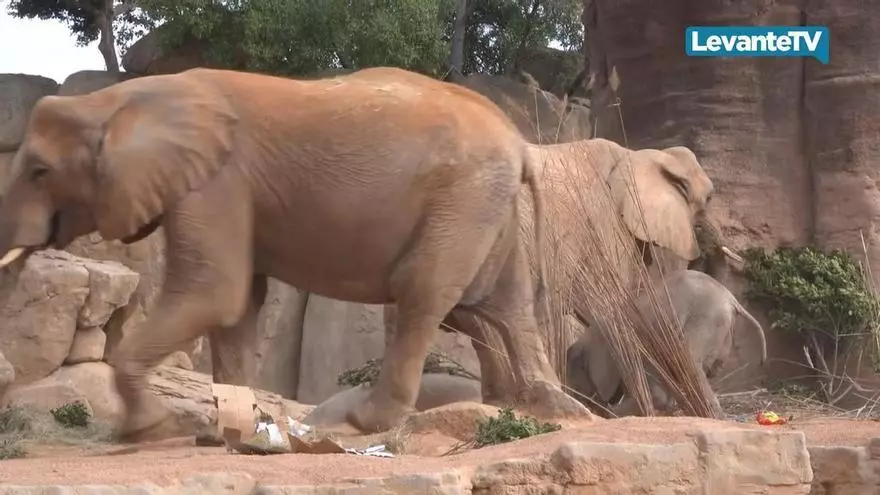 Bioparc cumple 18 años en Valencia a lo grande