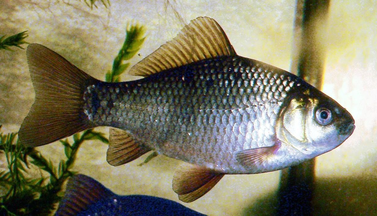 carpa-crucian-wikipedia