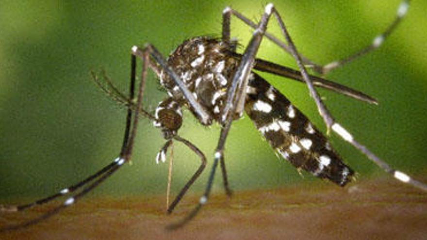 El ayuntamiento pone al mosquito tigre en el punto de mira