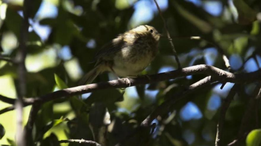 A oído de pájaro en el Ferrera 