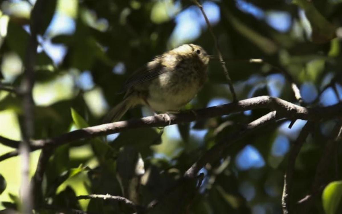 A oído de pájaro en el Ferrera