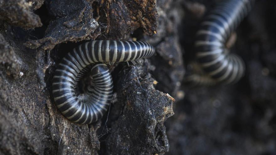 Ejemplar de milpiés de una colonia instalada en los troncos de una leñera. / CAT