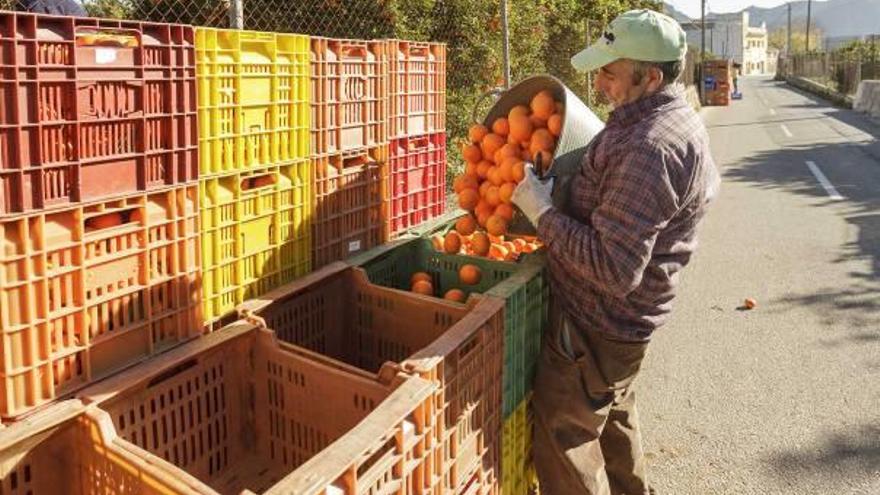 Un «collidor» deposita naranjas en una pila de cajones en un campo de la partida agrícola de Marxuquera, en el término de Gandia.