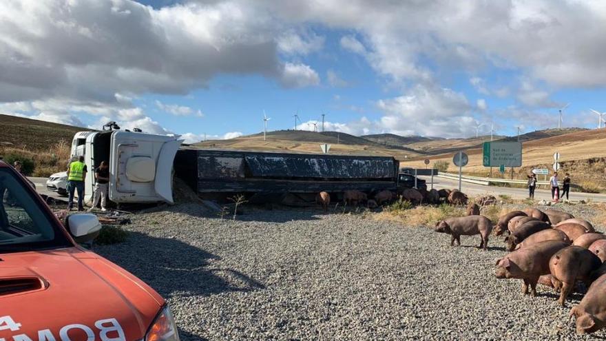 El camión volcado en la rotonda junto a los animales que transportaba.