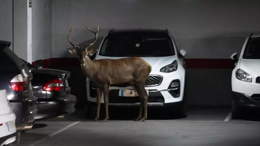 Un ciervo de gran tamaño se pasea por las calles de Zamora y se cuela en un céntrico párking