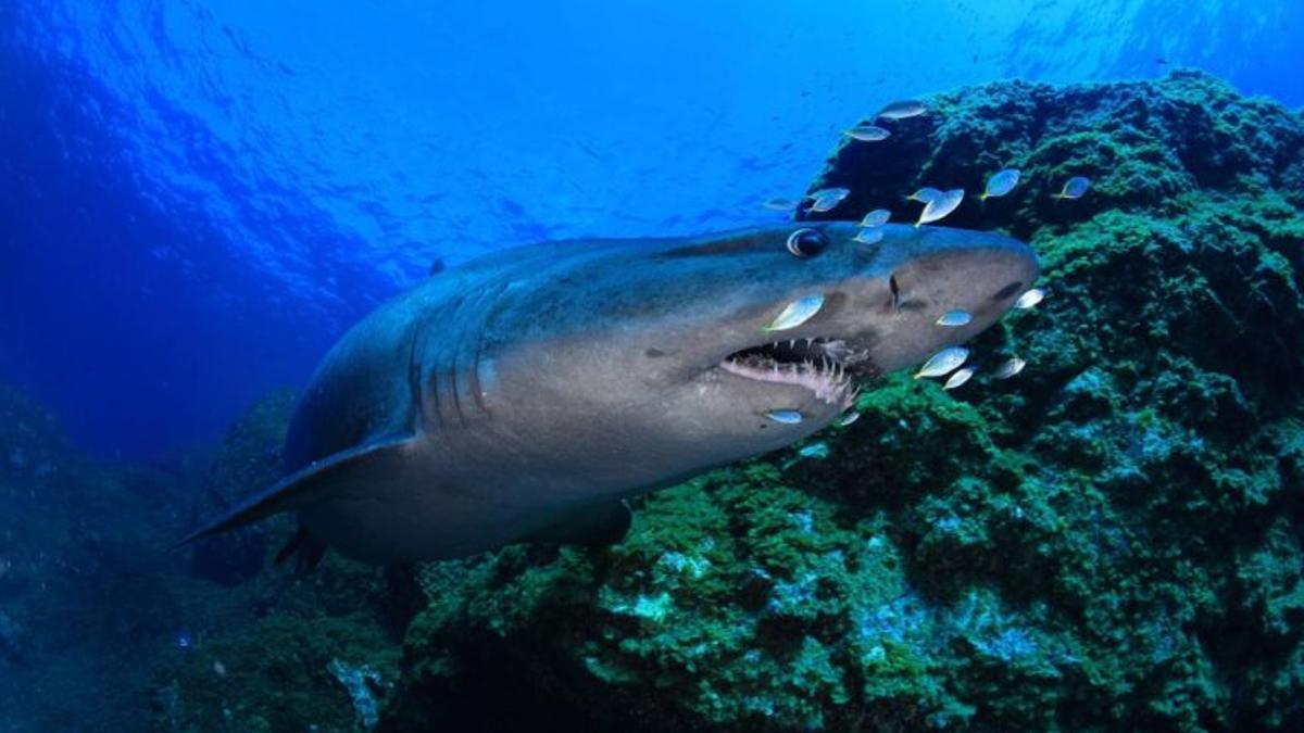 El misterioso tiburón solrayo, objeto de una campaña de protección en Canarias