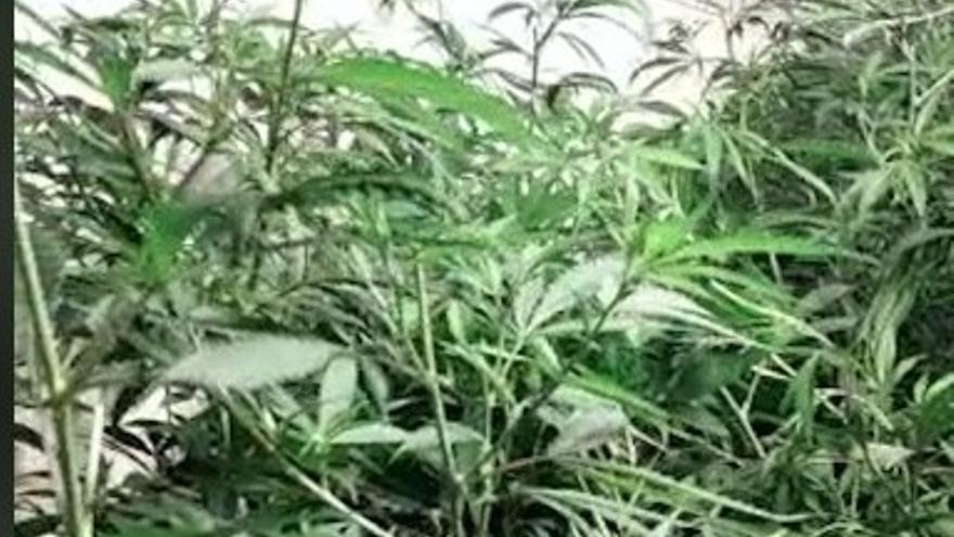 Dos detenidos y dos plantaciones de marihuana desmanteladas en Puente Genil