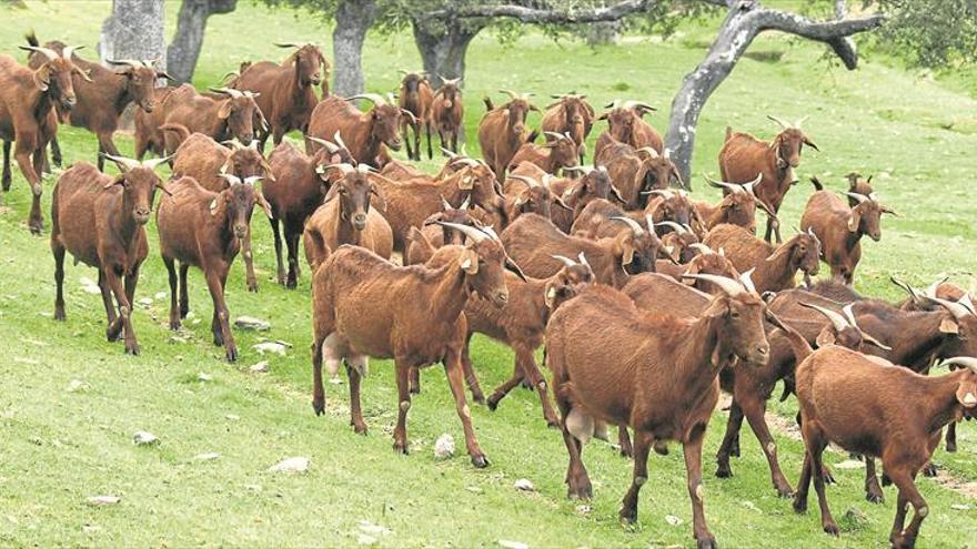 La cabra Retinta extremeña resurge y alcanza los 2.100 ejemplares censados