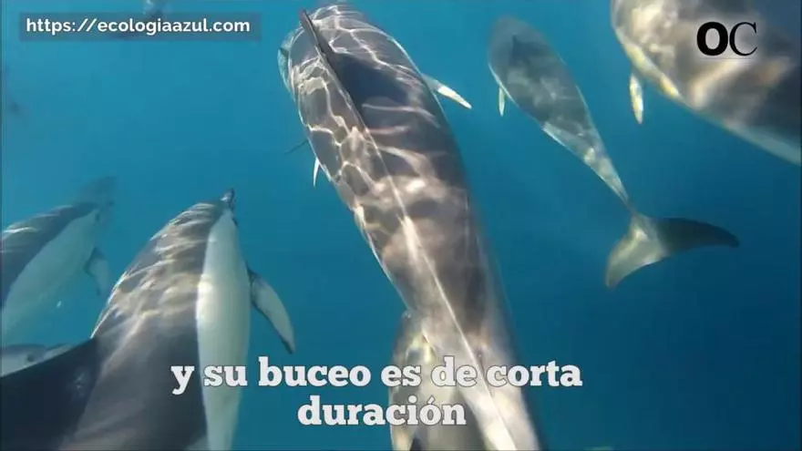 Buceamos con delfines por las costas gallegas