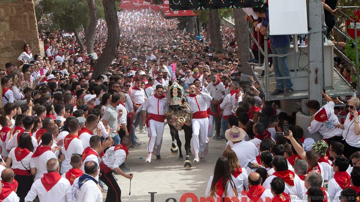 CABALLOS DEL VINO 2023 | Universo y Terremoto, reyes de los Caballos del  vino en Caravaca