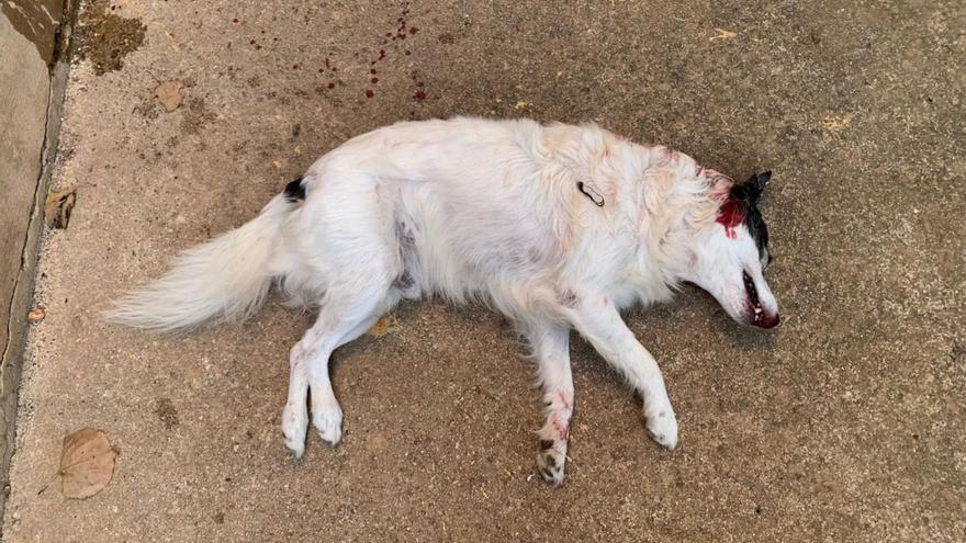 Indignación en Campos por el ataque mortal de un pitbull al perro de una anciana