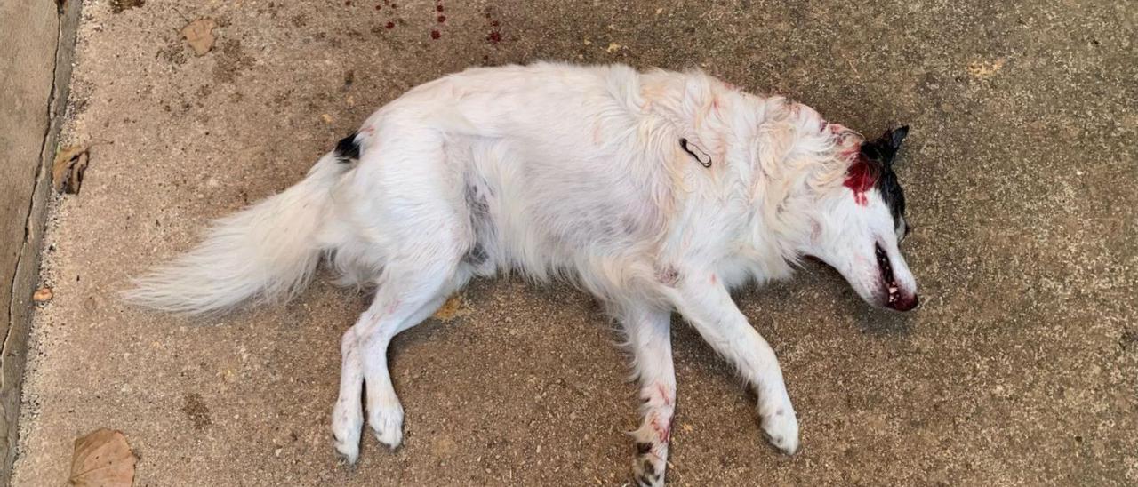 Sucesos en Mallorca | Indignación en Campos por el ataque mortal de un  pitbull al perro de una anciana