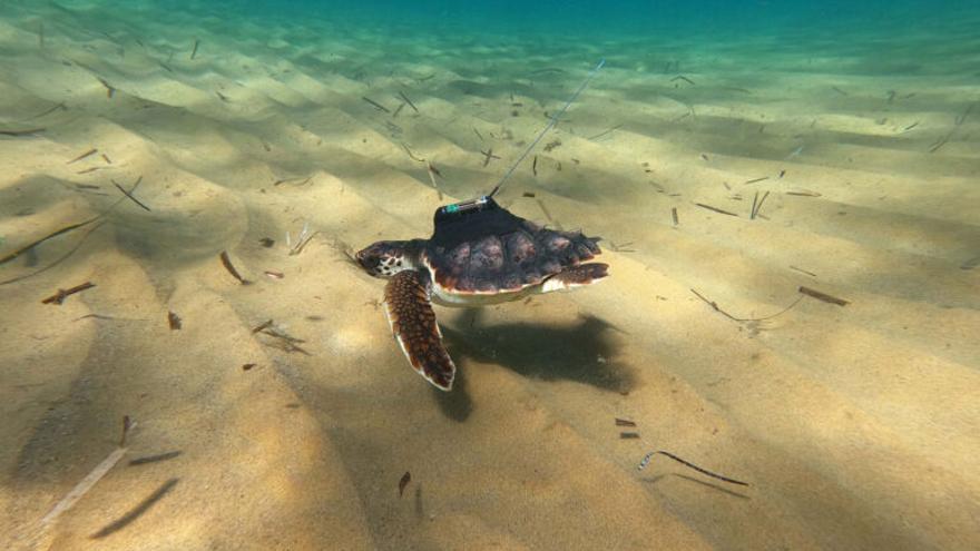 La proeza de la pequeña tortuga ‘Argonauta’ desde Murcia hasta Grecia