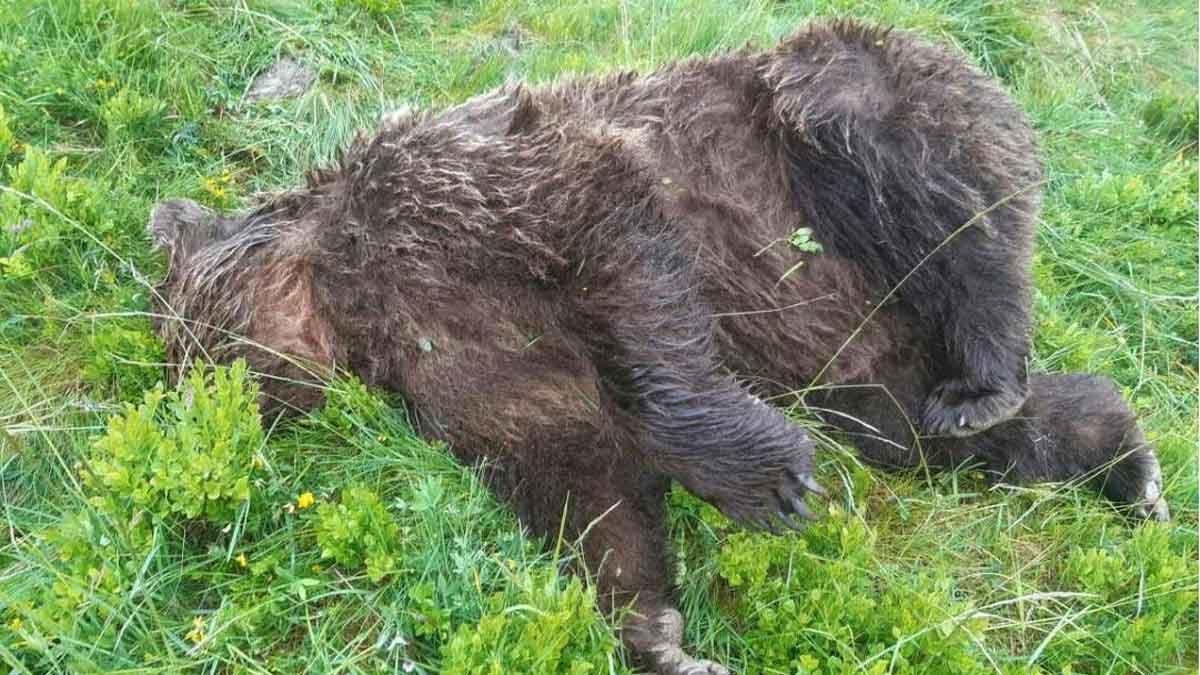 El oso abatido en el Pirineo francés.