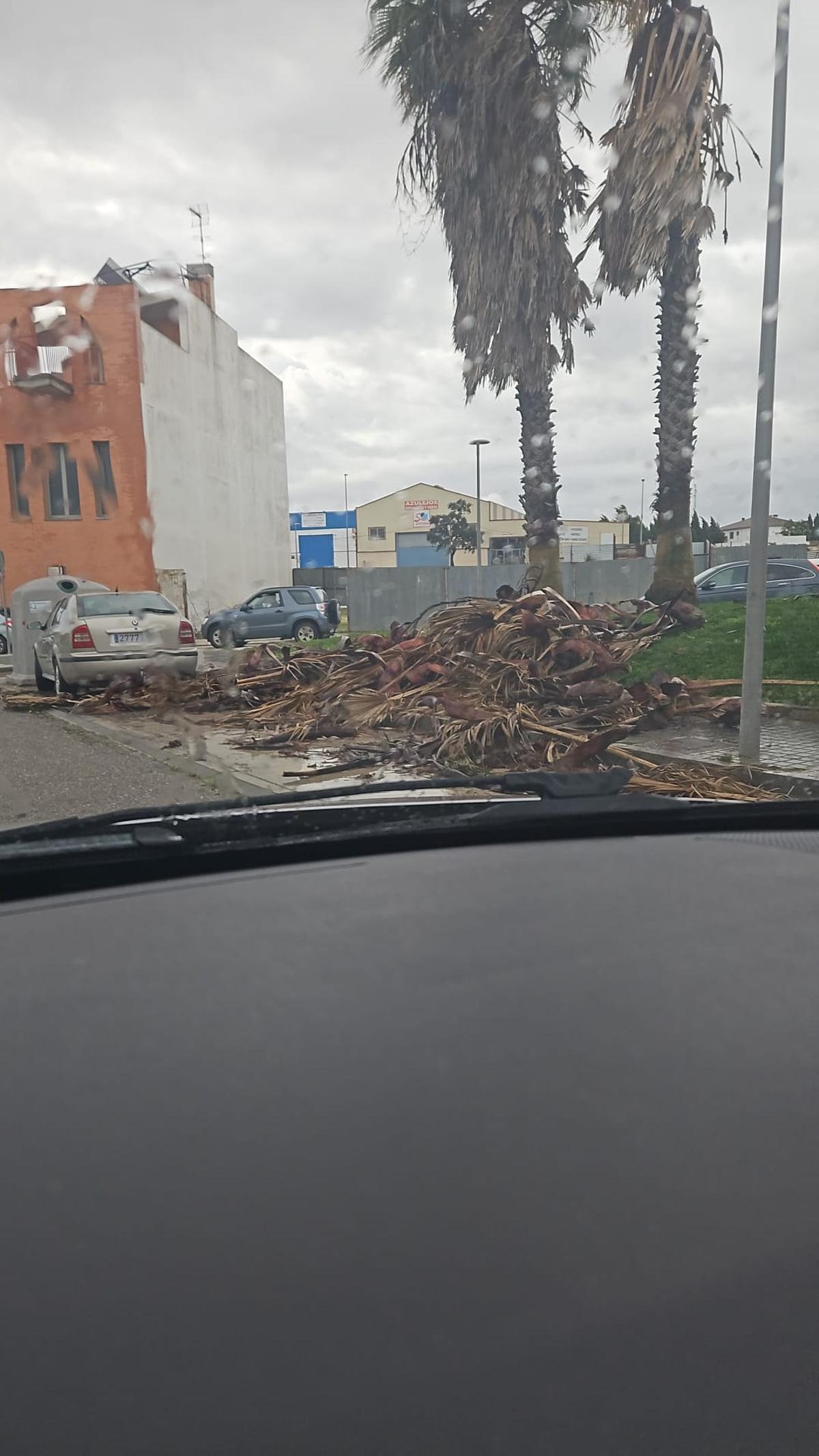 Árboles caídos en Fernán Núñez.