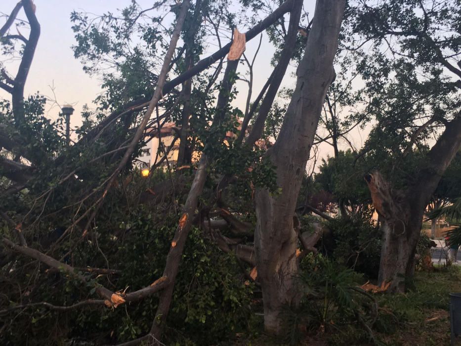 Cae un ficus en la calle Lope de Rueda.