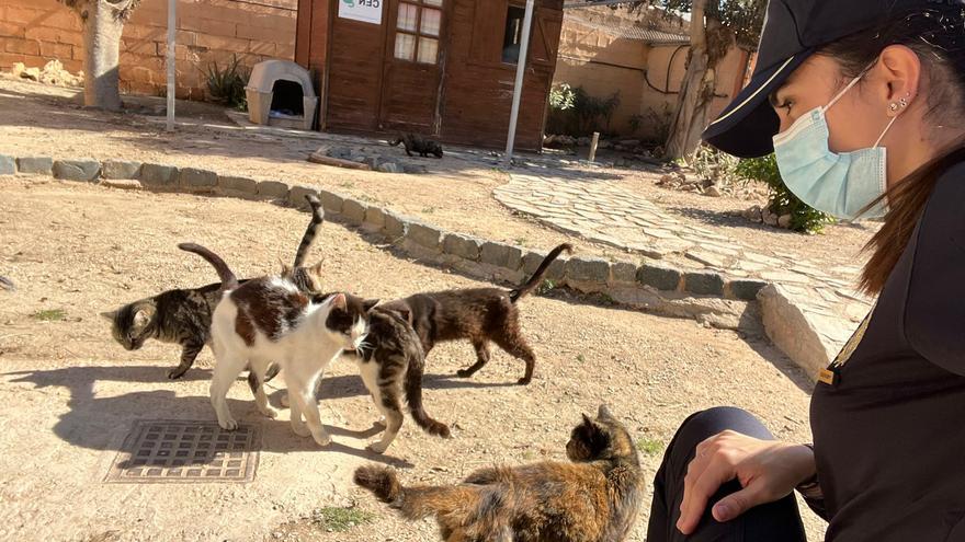 Denuncian las trampas para gatos que han causado graves heridas a animales  en Girona