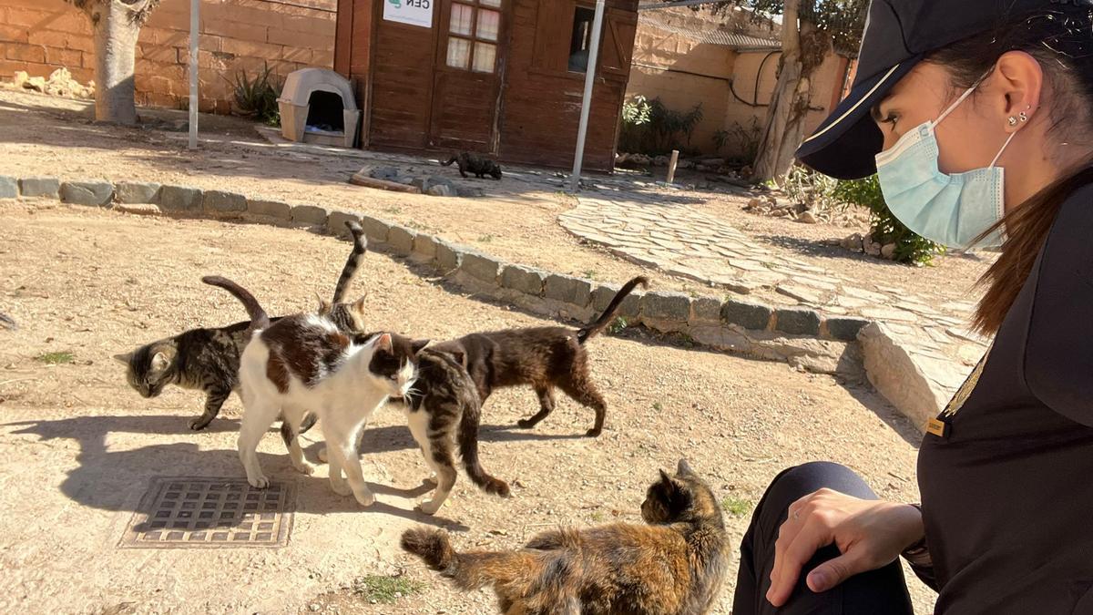 Imagen de archivo de una policía nacional con gatos en la Protectora de Animales de Alicante.