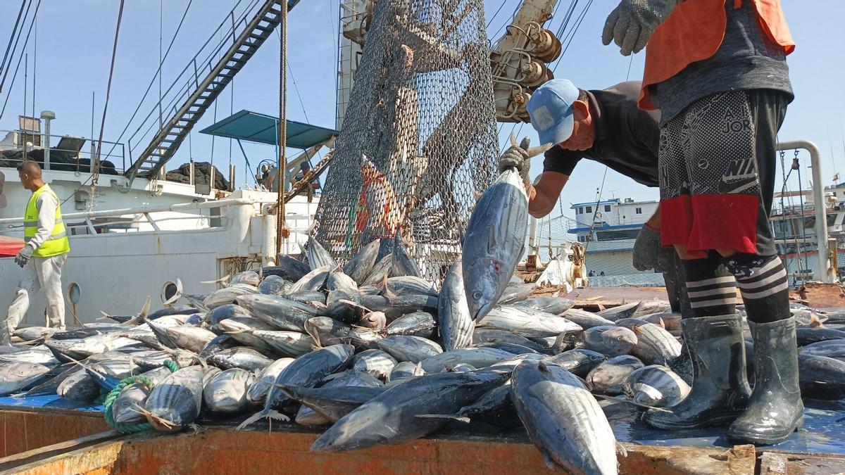 Trabajos de descarga de pescado en un puerto venezolano