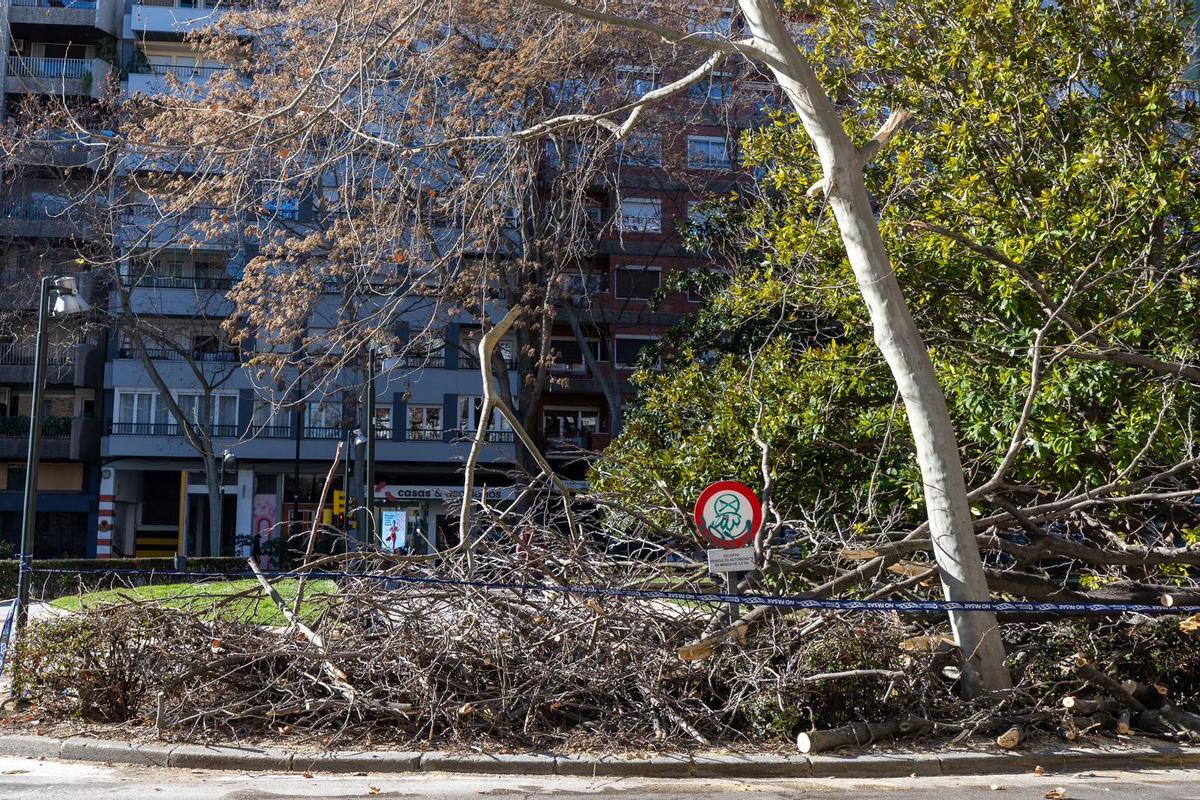 En imágenes I Cae un árbol de grandes dimensiones en Zaragoza