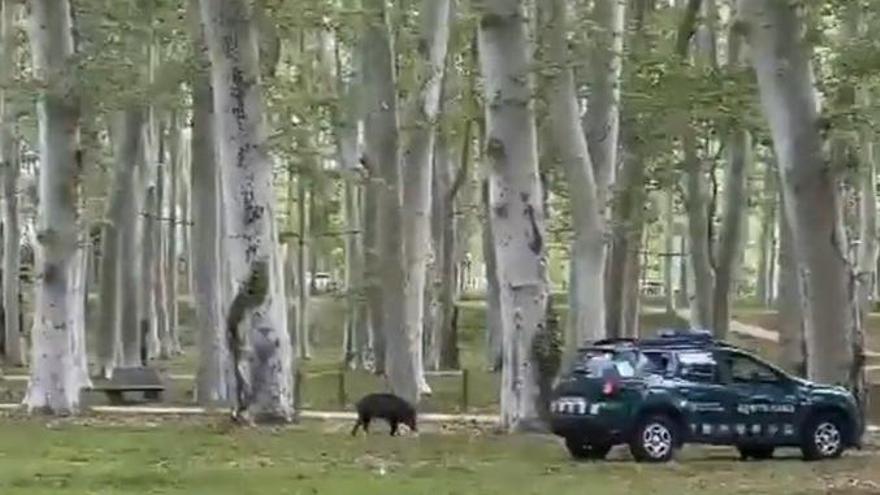 VÍDEO | Abaten un senglar a la Devesa perquè s&#039;apropava al centre de Girona