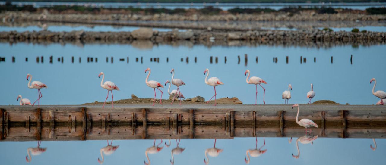 Este año se ha batido un récord en el recuento de flamencos. Foto: CAT