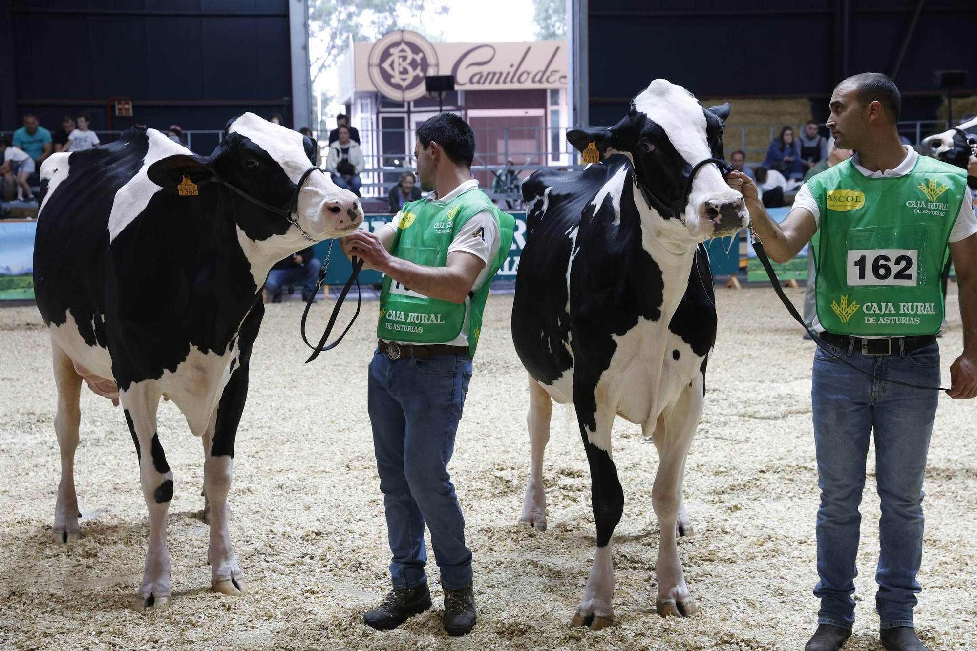 El concurso en Gijón de la mejor vaca de Asturias, en imágenes