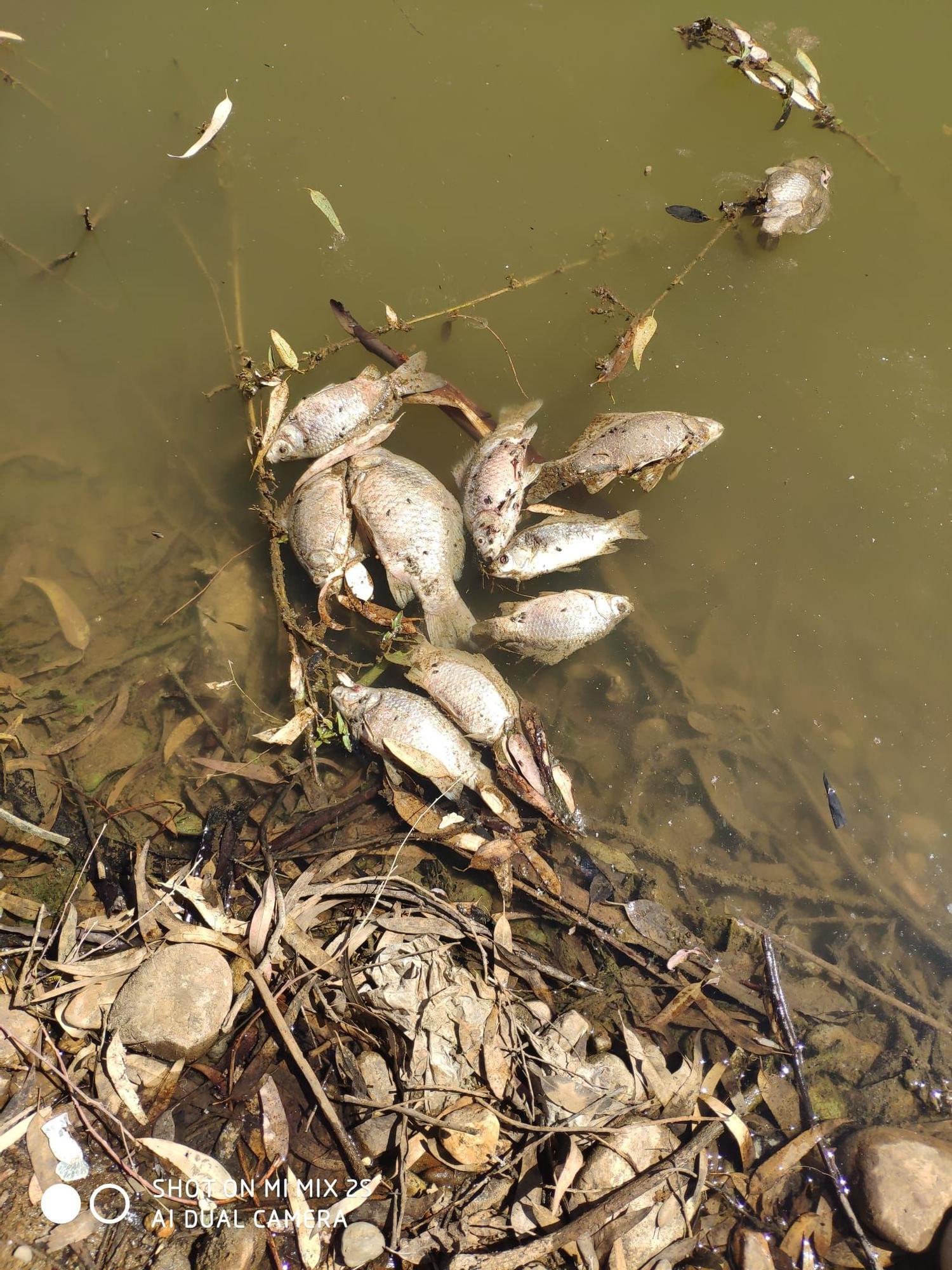 Aparecen decenas de peces muertos en una charca cercana al Guadiana