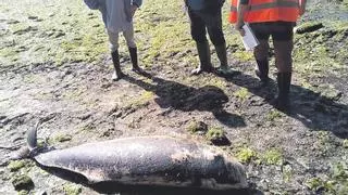 Galicia afronta un nuevo bum de varamientos de cetáceos: “La realidad supera a los medios”