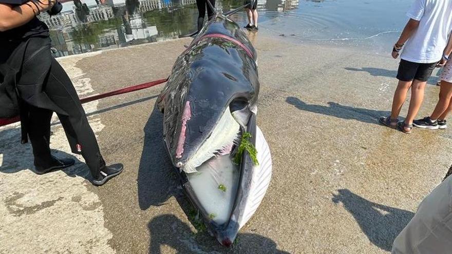 Una ballena muere tras varar en Combarro