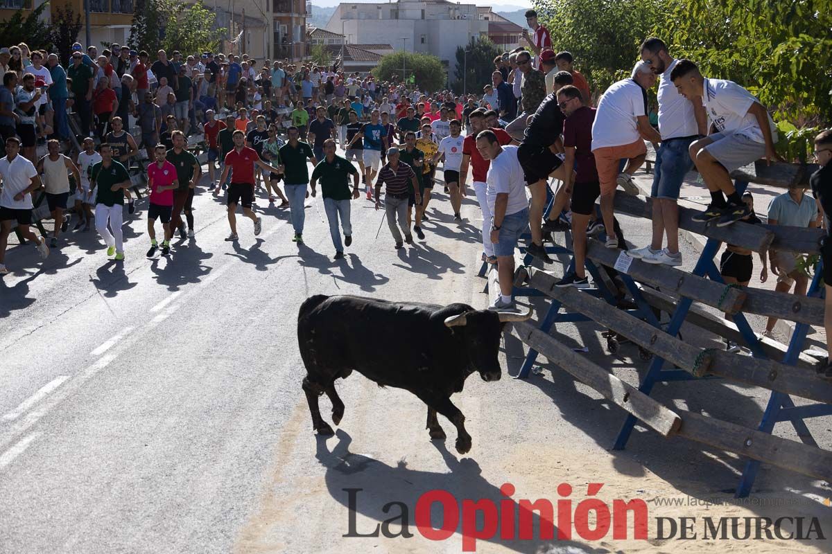 Sexto encierro de la Feria del Arroz de Calasparra