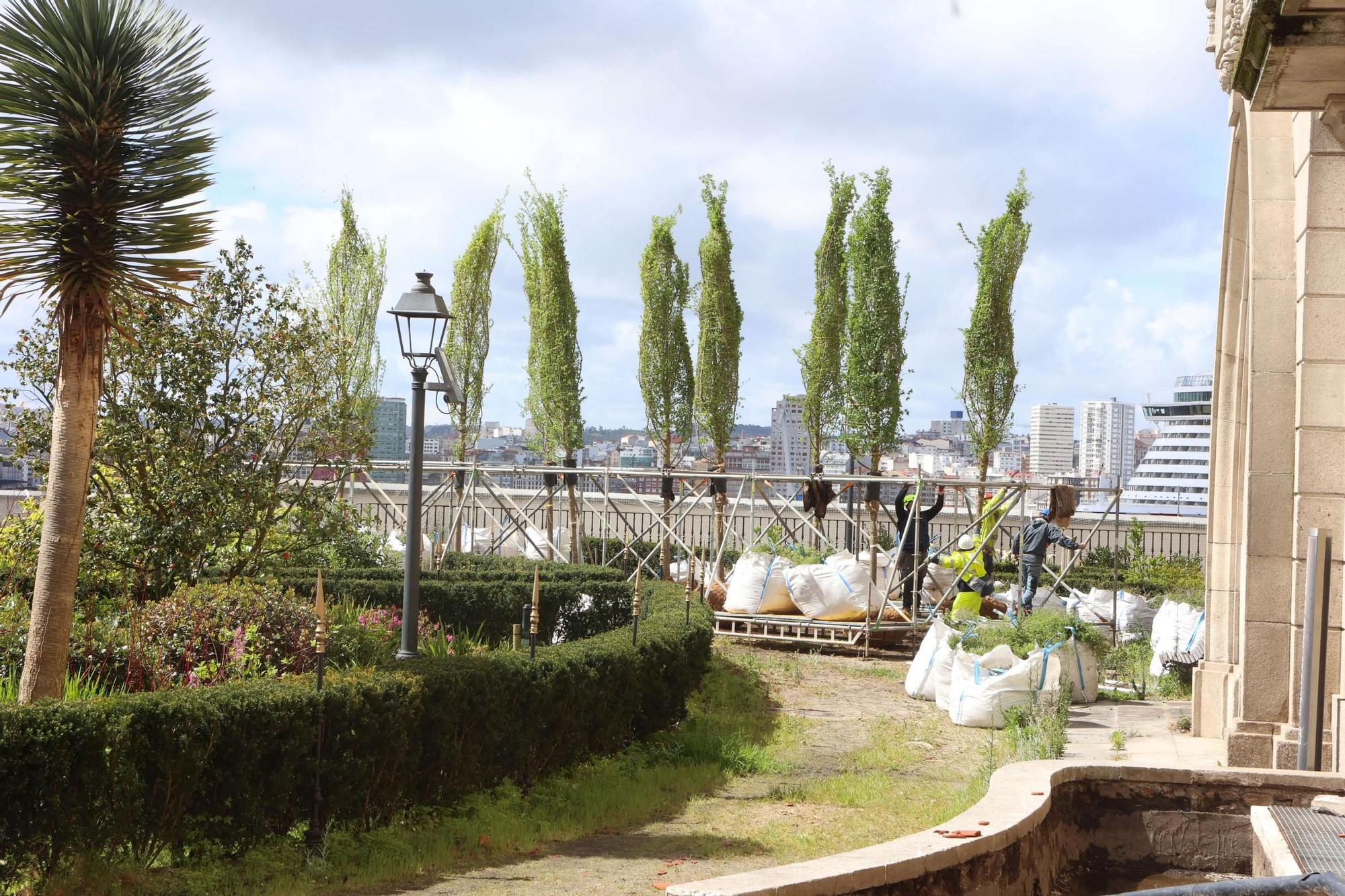 Plantación de los nuevos olmos del Jardín de San Carlos