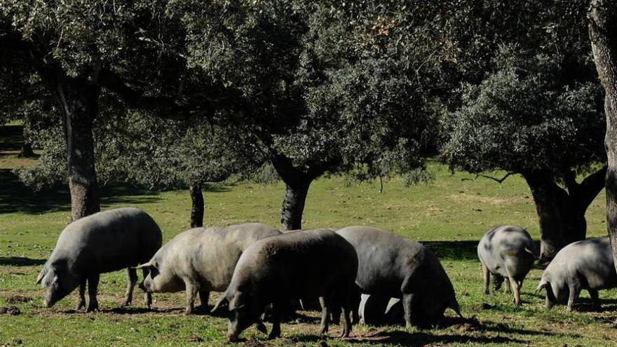 La DOP inspecciona 16.179 cerdos en una campaña con menos sacrificios