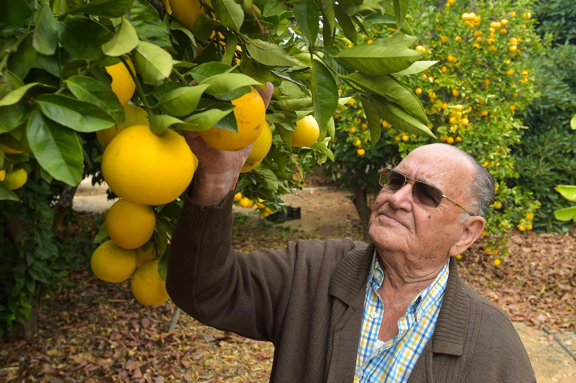 José Medina Rodríguez, en su finca de El Ejido