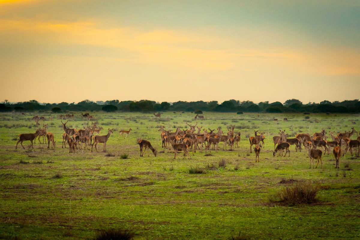 Parque Nacional de Doñana.