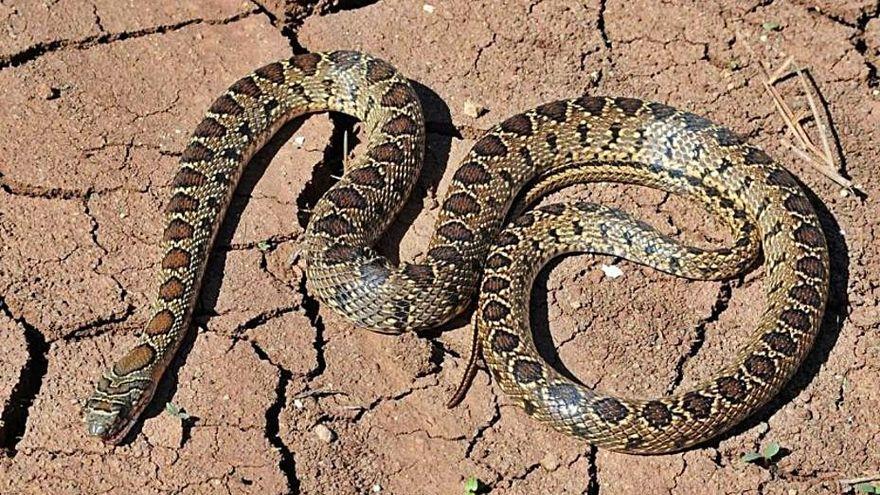 Una culebra de herradura.