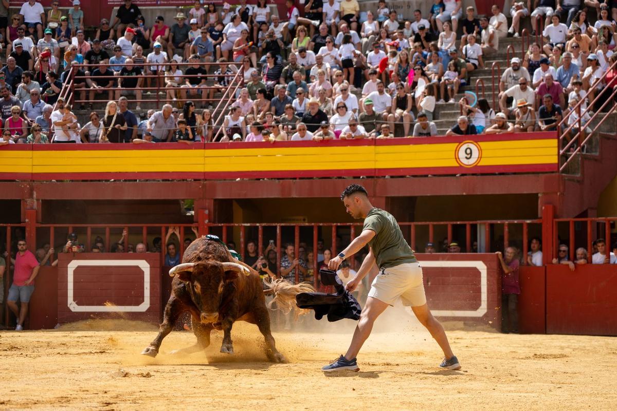 Imagen de uno de los astados de Las Ramblas que se ha exhibido tras el encierro en la plaza de toros.