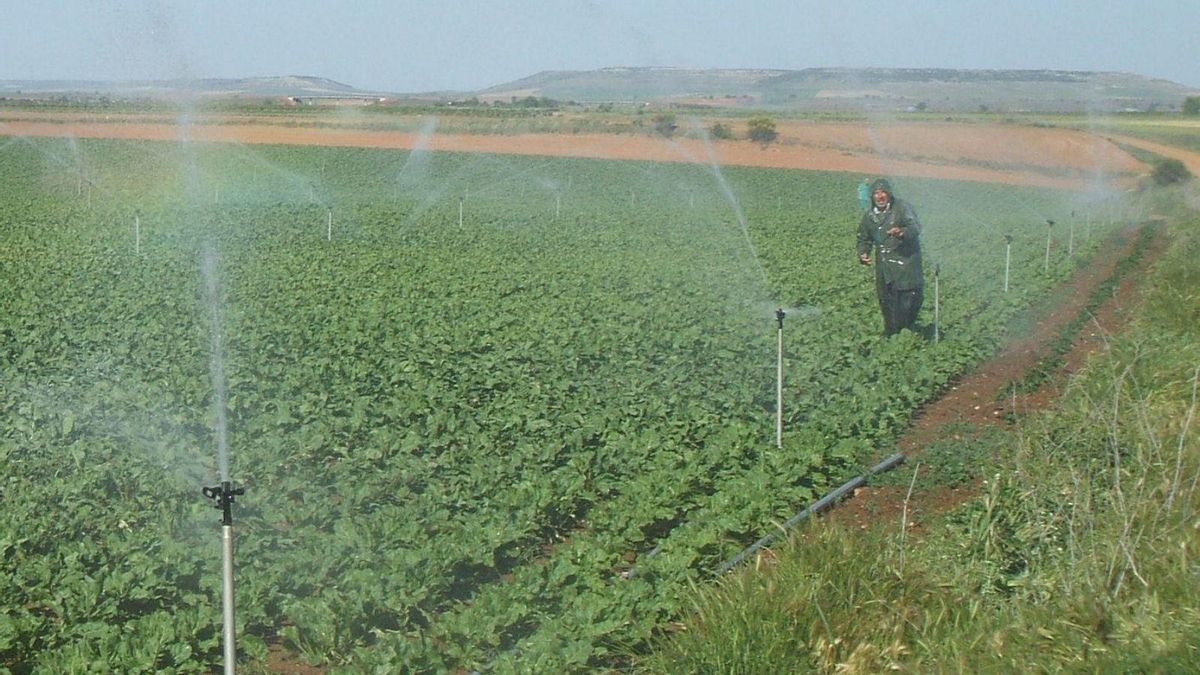 RIego en una parcela cultivada de remolacha. | M. J. C.