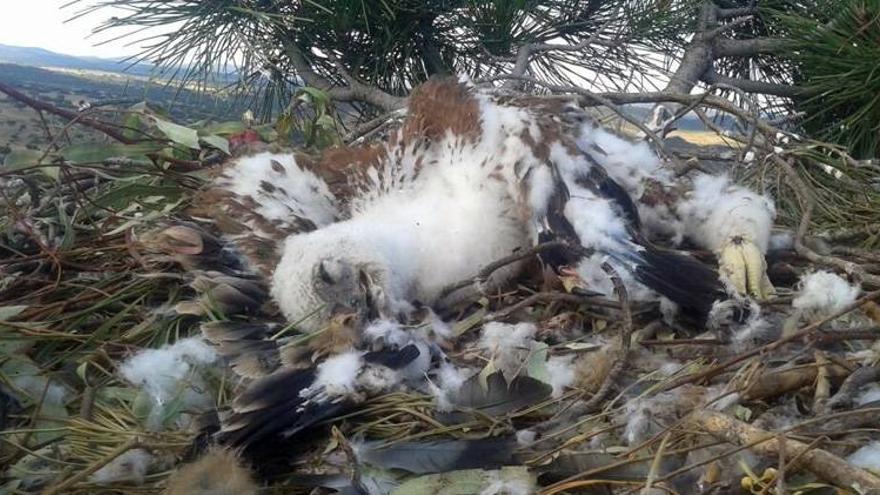 Imputadas dos personas por envenenar a dos crías de águila