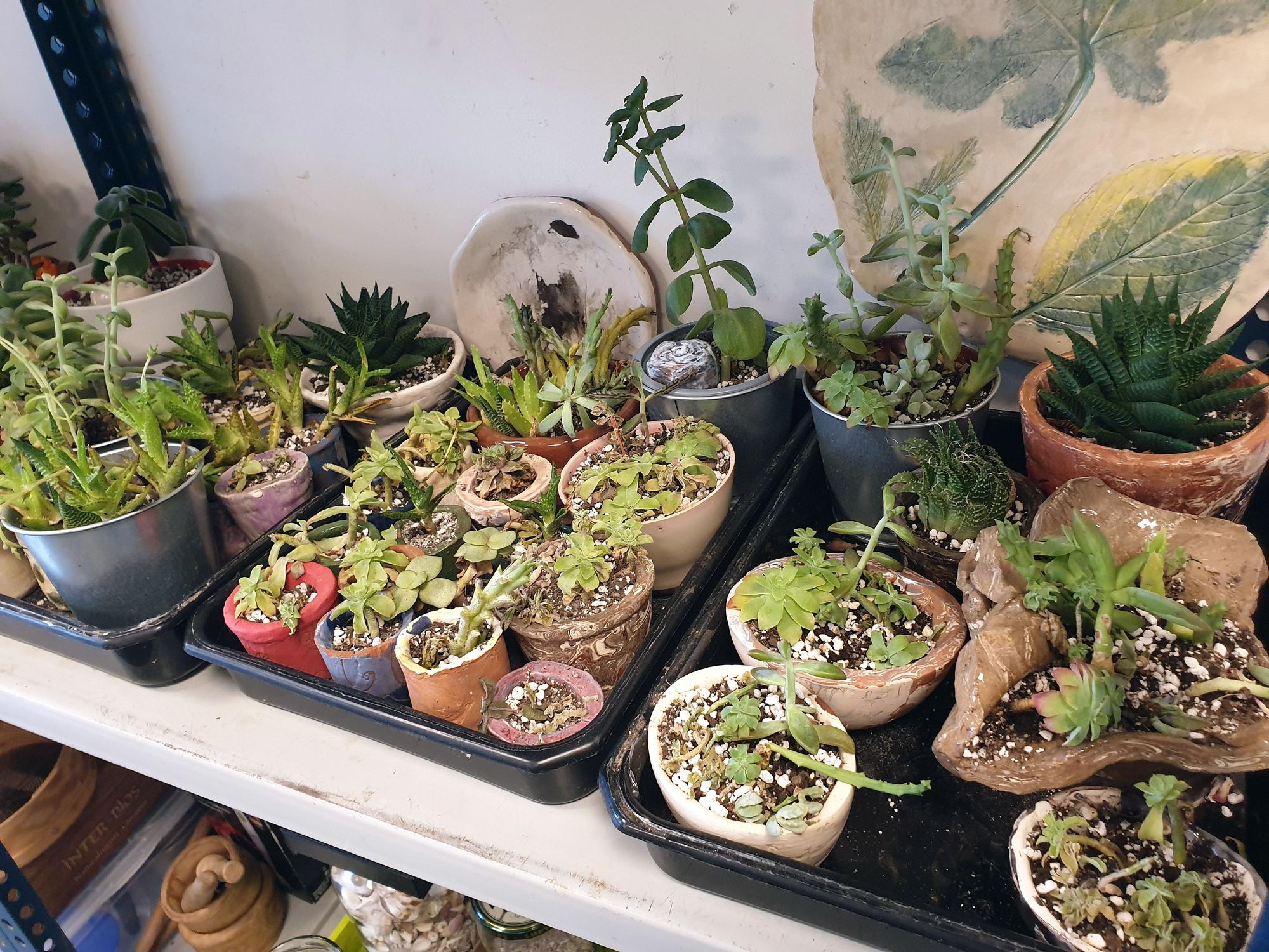 Plantas en el aula del Ecohuerto