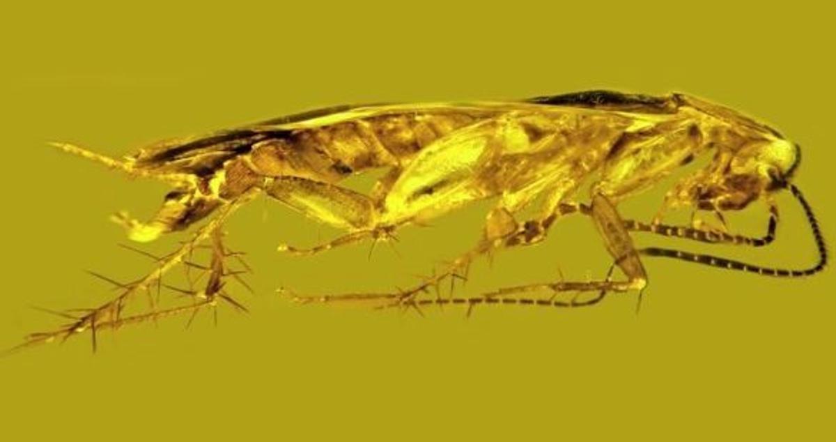 Primer escarabat fòssil recuperat amb espermatozoides