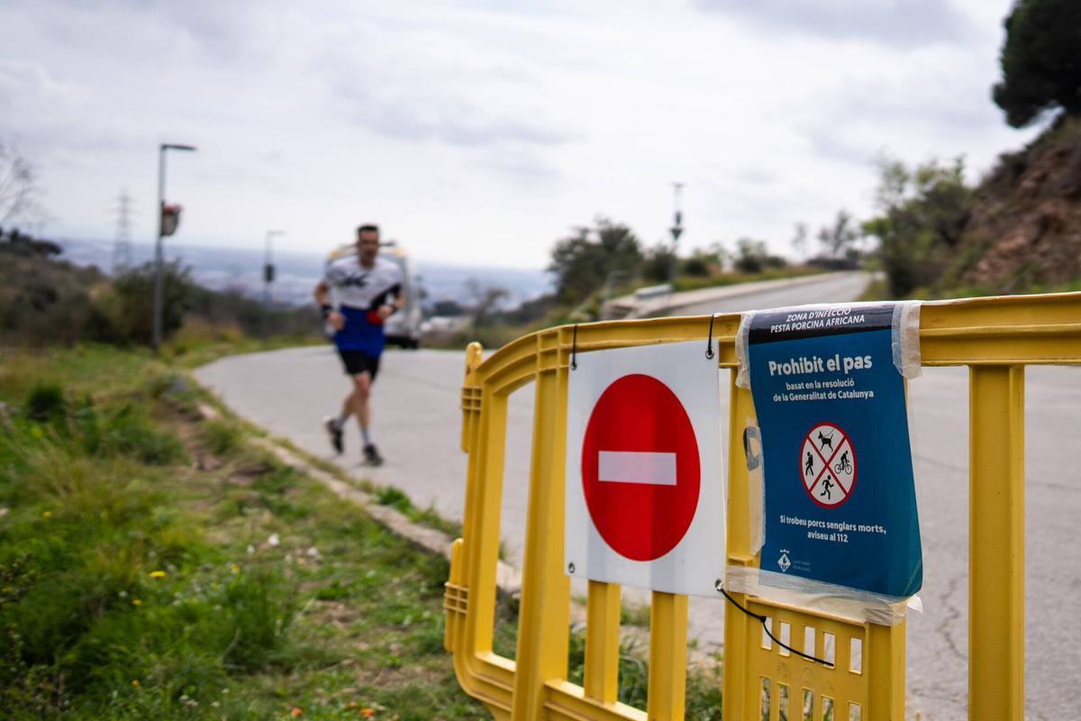 Vallas para cerrar el acceso al parque de Collserola, donde se han hallado jabalíes muertos por la peste porcina africana.