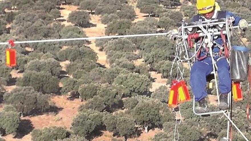 Red Eléctrica instala en las líneas de la luz salvapájaros - El Periódico  Mediterráneo