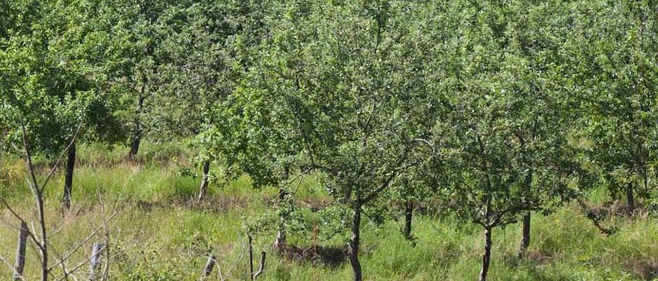Plantación de manzanos en una antigua mina a cielo abierto de Langreo.