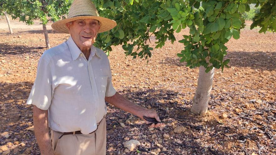 El agricultor Pedro Melis: «Tendremos que recolectar las algarrobas en familia, con jornaleros los números no salen»